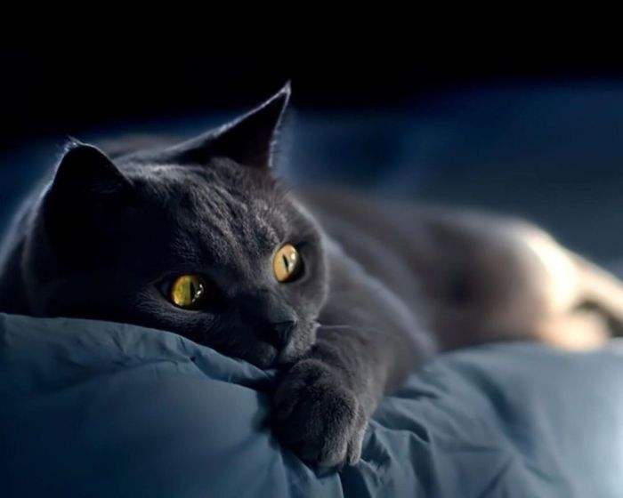 中华田园猫的品种介绍和图片大全,中华田园猫八大品种