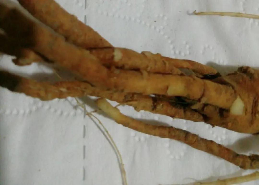 发现枯死树木如何处理,果树定植用什么防根腐