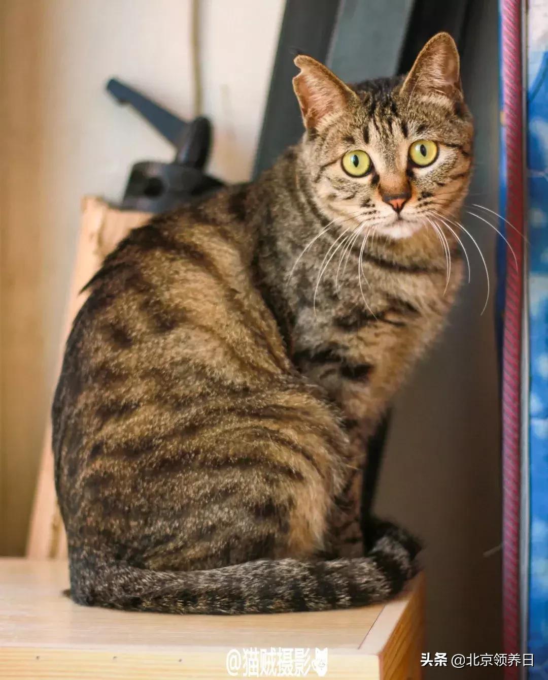 喵星人第二季,喵星人第2季免费观看