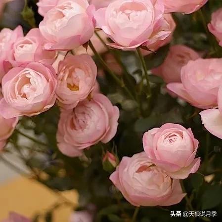 520你最想收到什么玫瑰,520这样的玫瑰你们喜欢吗