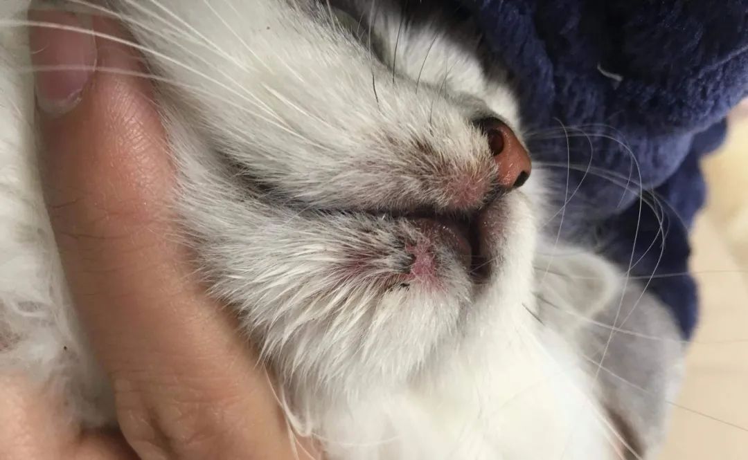 人得了猫癣越来越严重怎么办,怎么预防猫癣最有效的方法