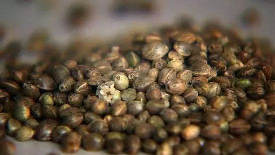 巴马火麻汤视频,长寿火麻汤