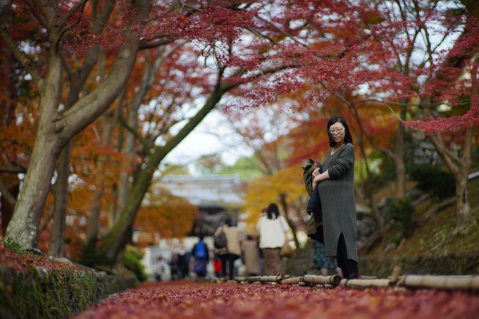 京都赏枫2022,京都赏枫必去景点有哪些好玩的