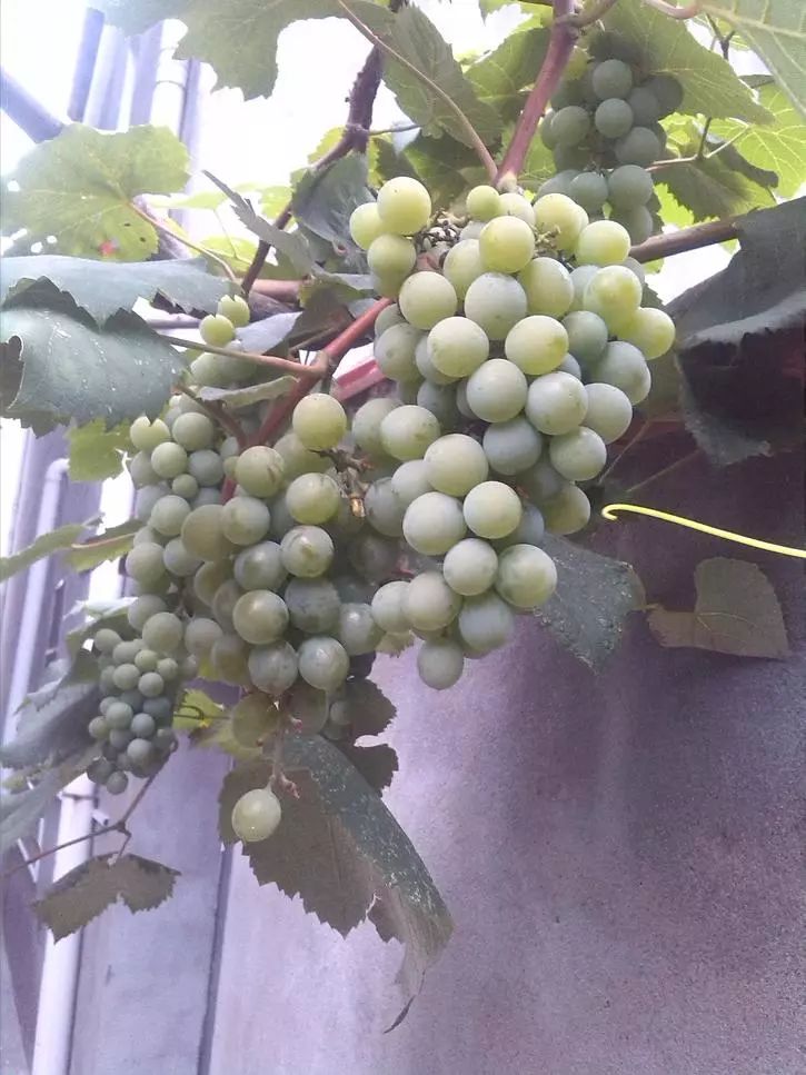 最推荐种植的葡萄品种,最好种植的葡萄品种