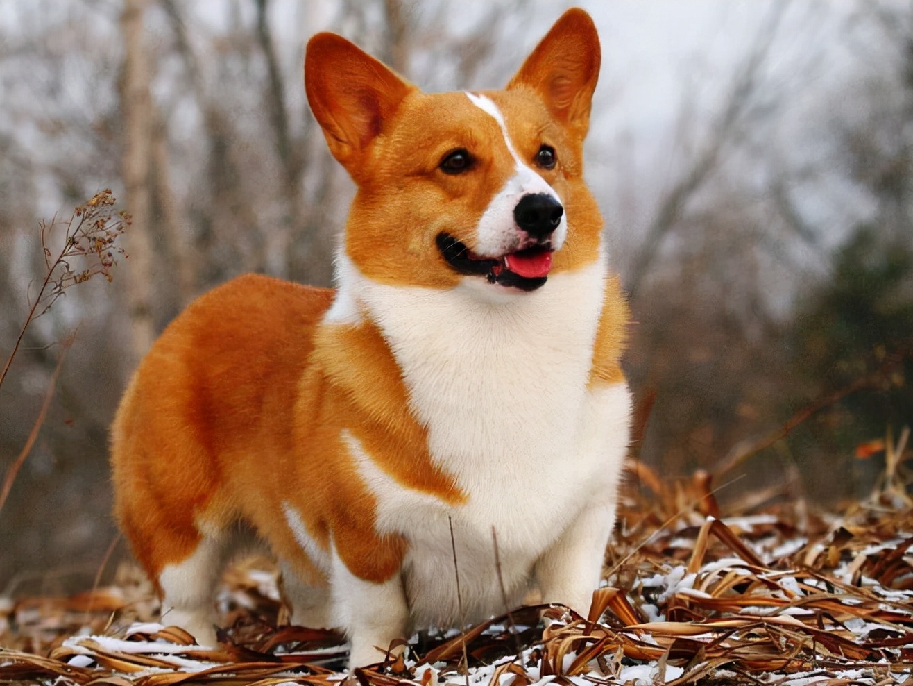 老年柯基犬狗粮,柯基犬狗粮排名