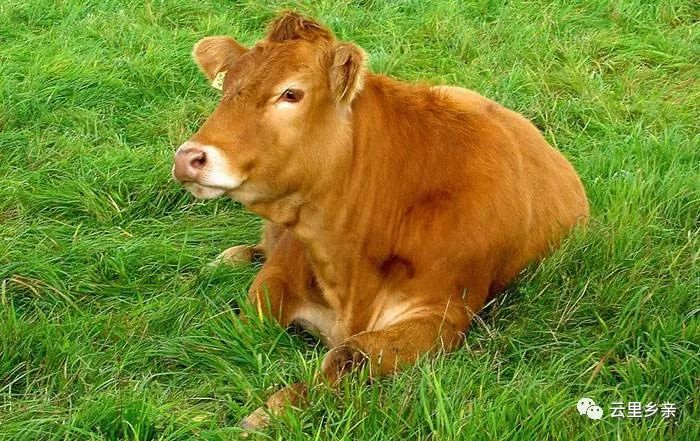 舌尖上的非物质文化遗产,昆明寻甸非遗牛干巴图片