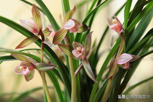 如何快速辨别兰花的品种,兰花有真兰花和假兰花吗