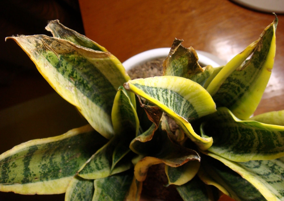 22种花耐旱耐热,天冷种花要注意什么