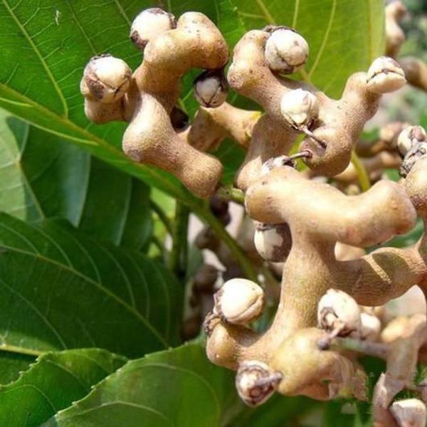 奇葩水果你吃过几种,5种奇葩水果全吃过的都是真土豪