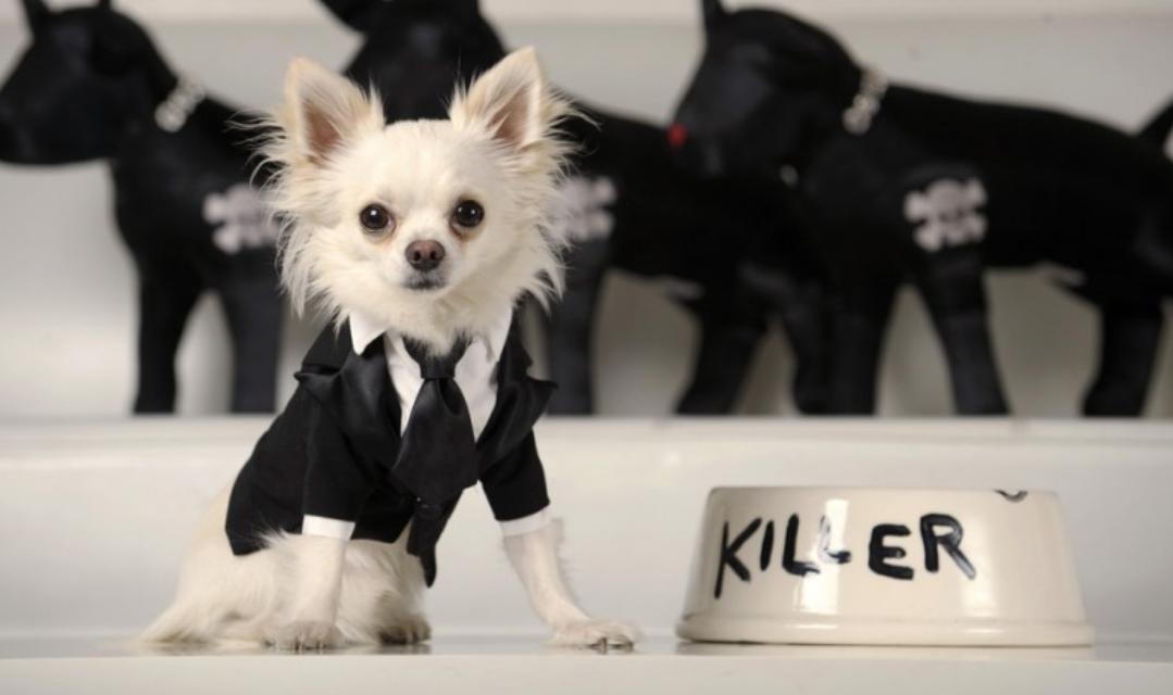 生活在宠物天堂的动物,在天堂的猫狗