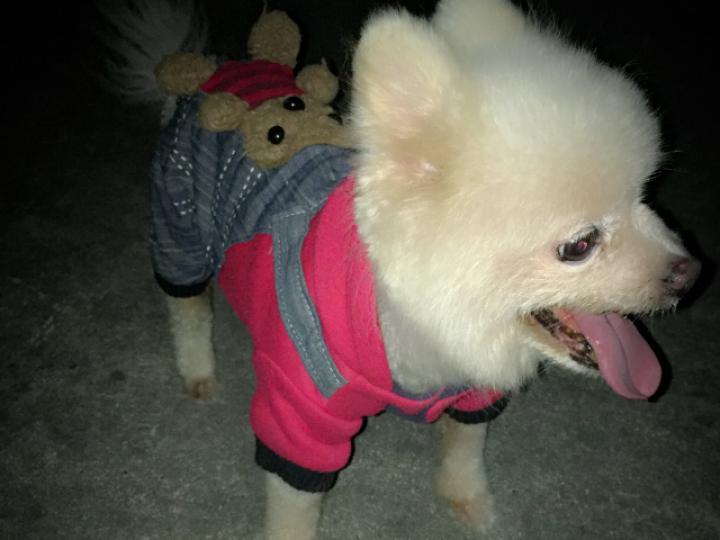 狗狗心脏肥大压迫肺咳嗽能活多久,狗狗心脏肥大最简单的判断方法