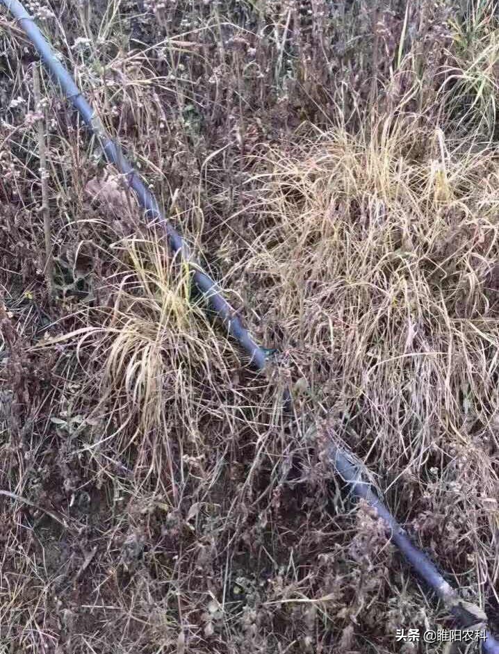 用啥除草剂能彻底消灭竹子根,除竹子和大树的除草剂