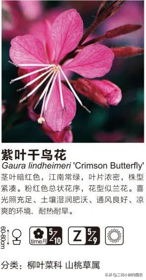 鍥壓鑺卞崏绉嶆鐭ヨ瘑鍏ラ棬,鑺卞崏鍥壓濡備綍鍏ラ棬