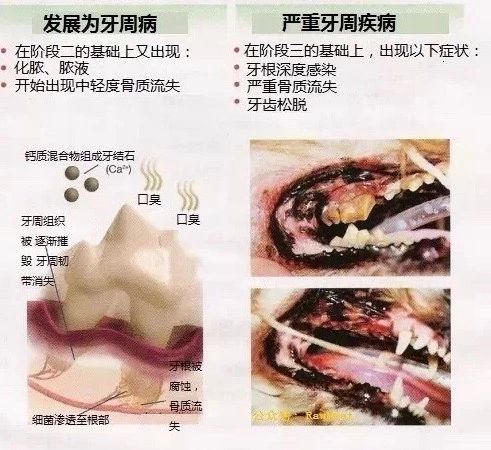 猫有牙周炎该怎么治疗,猫有牙龈炎怎么治疗