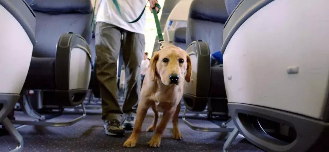 年底“人类大迁徙”，猫猫狗狗旅行怎么办？