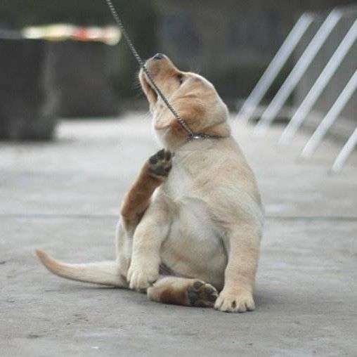 处理狗狗皮肤病的小妙招,狗狗皮肤发红是什么皮肤病