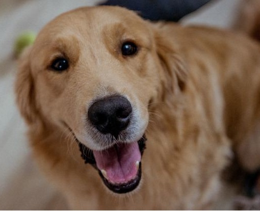 训练兴奋狗狗,训练犬的兴奋方法