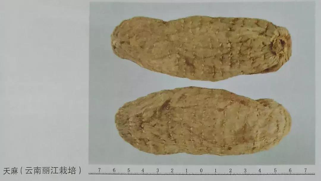 天麻的性状鉴别是什么,天麻的道地药材