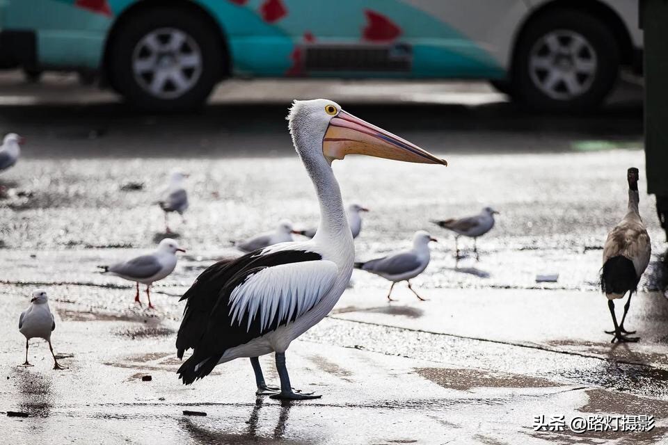 在澳洲旅行,买得起奶却买不起水,去超市逛逛不知道该买啥