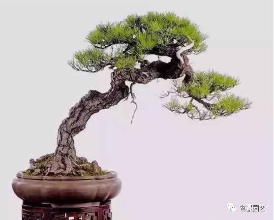 48种绝世盆景,绝世惊艳之作