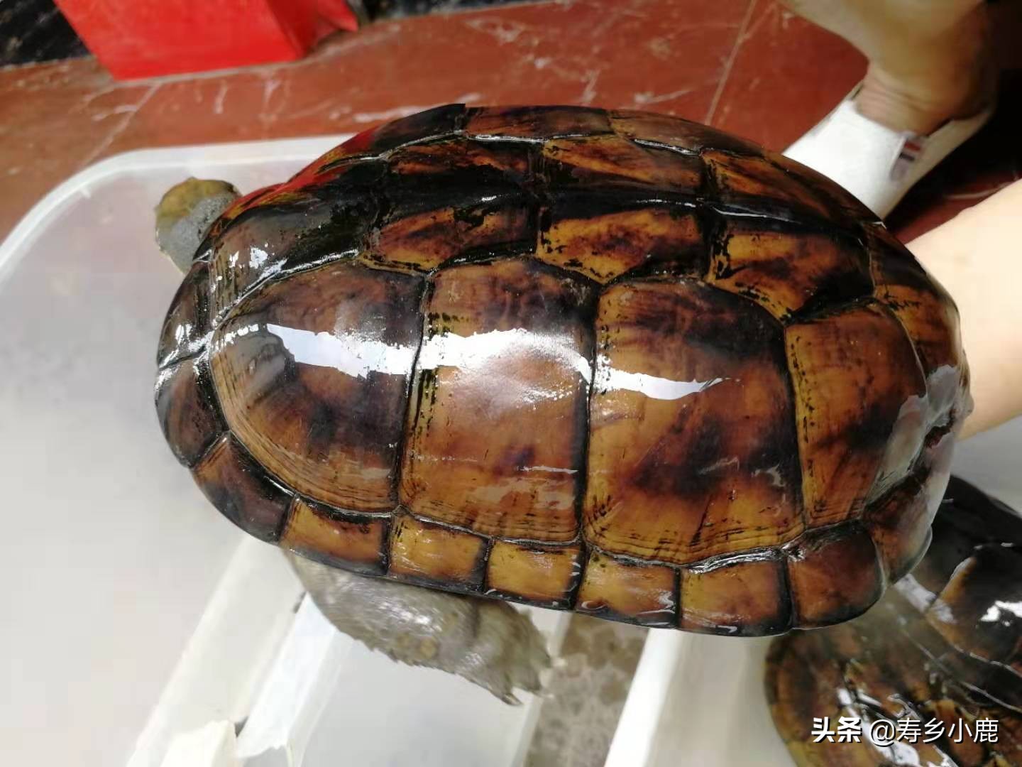 石金钱龟常见疾病及处理方法,养金钱龟有什么讲究和忌讳