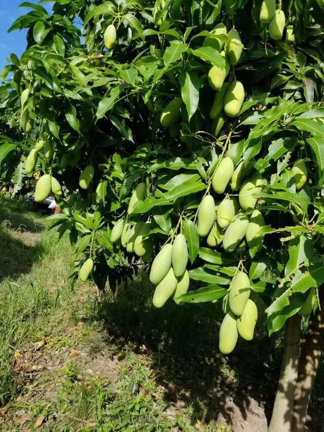 芒果品种西施芒,芒果品种四季蜜芒