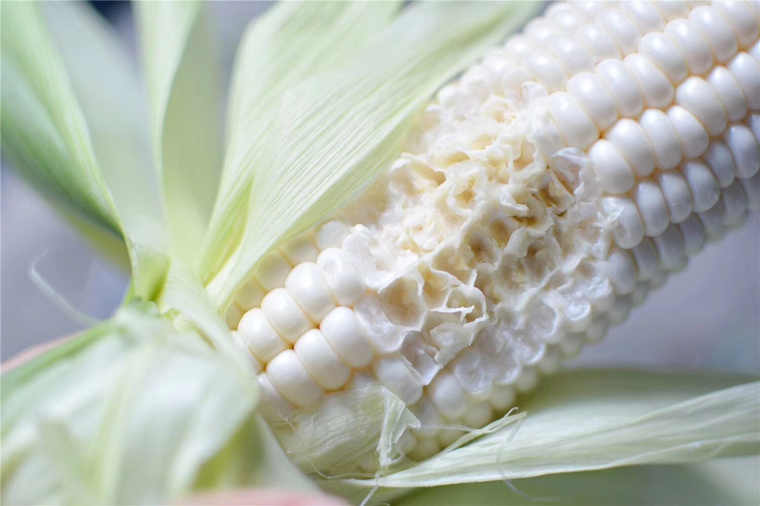 水果玉米和糯玉米是转基因食品吗,爆汁玉米是转基因吗