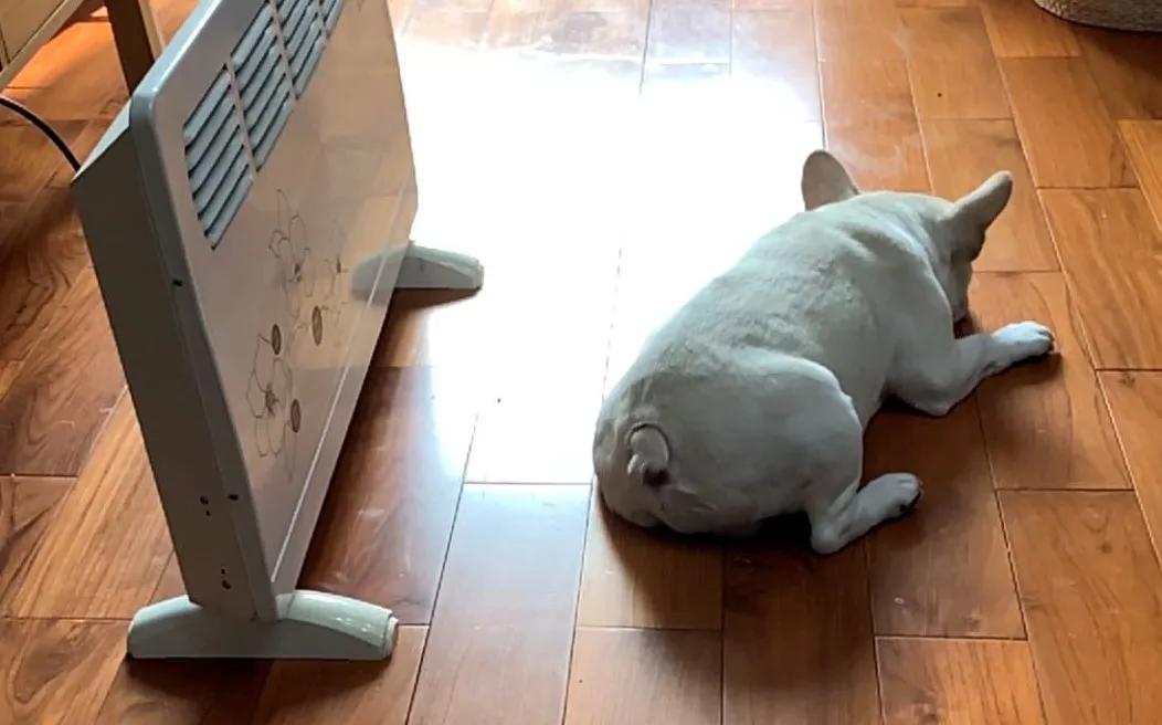 狗狗腿瘸微量元素和维生素吃哪个,狗狗吃了海苔腿瘸了怎么恢复