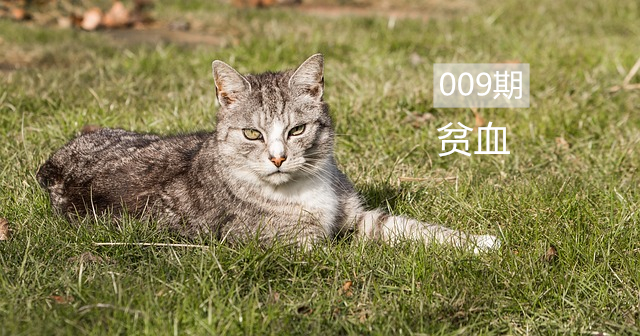 猫咪贫血严重原因有哪些,猫咪贫血是怎么造成的