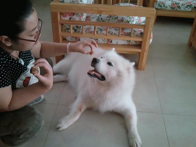 萨摩耶在家到处乱拉怎么办,萨摩耶出门总是低着头乱吃怎么办