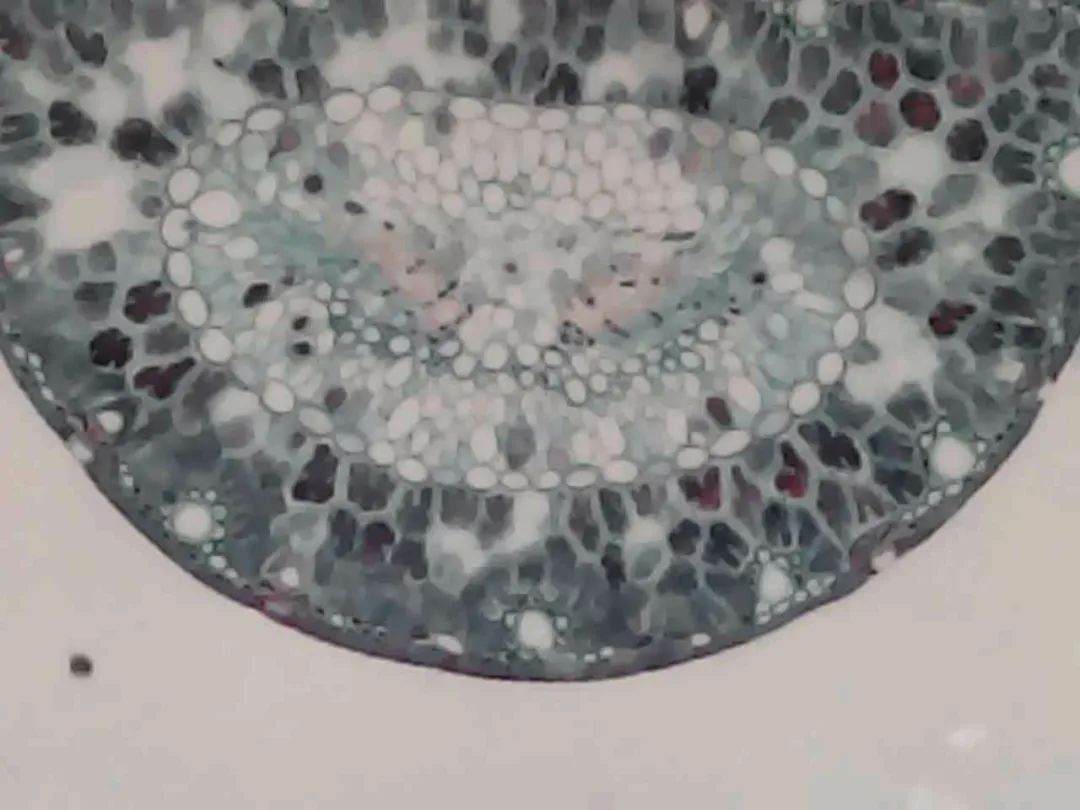 暑假孩子玩手机不如打篮球吧,儿童显微镜放大蚂蚁120倍