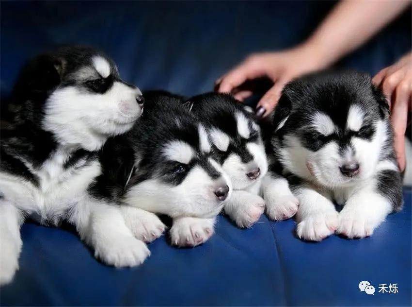 宠物贫血的原因有哪些,宠物严重贫血