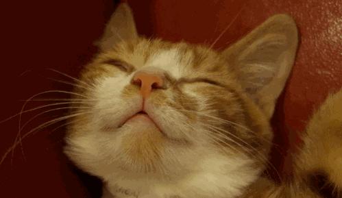 猫咪原来也会做梦,猫会做梦梦到主人吗