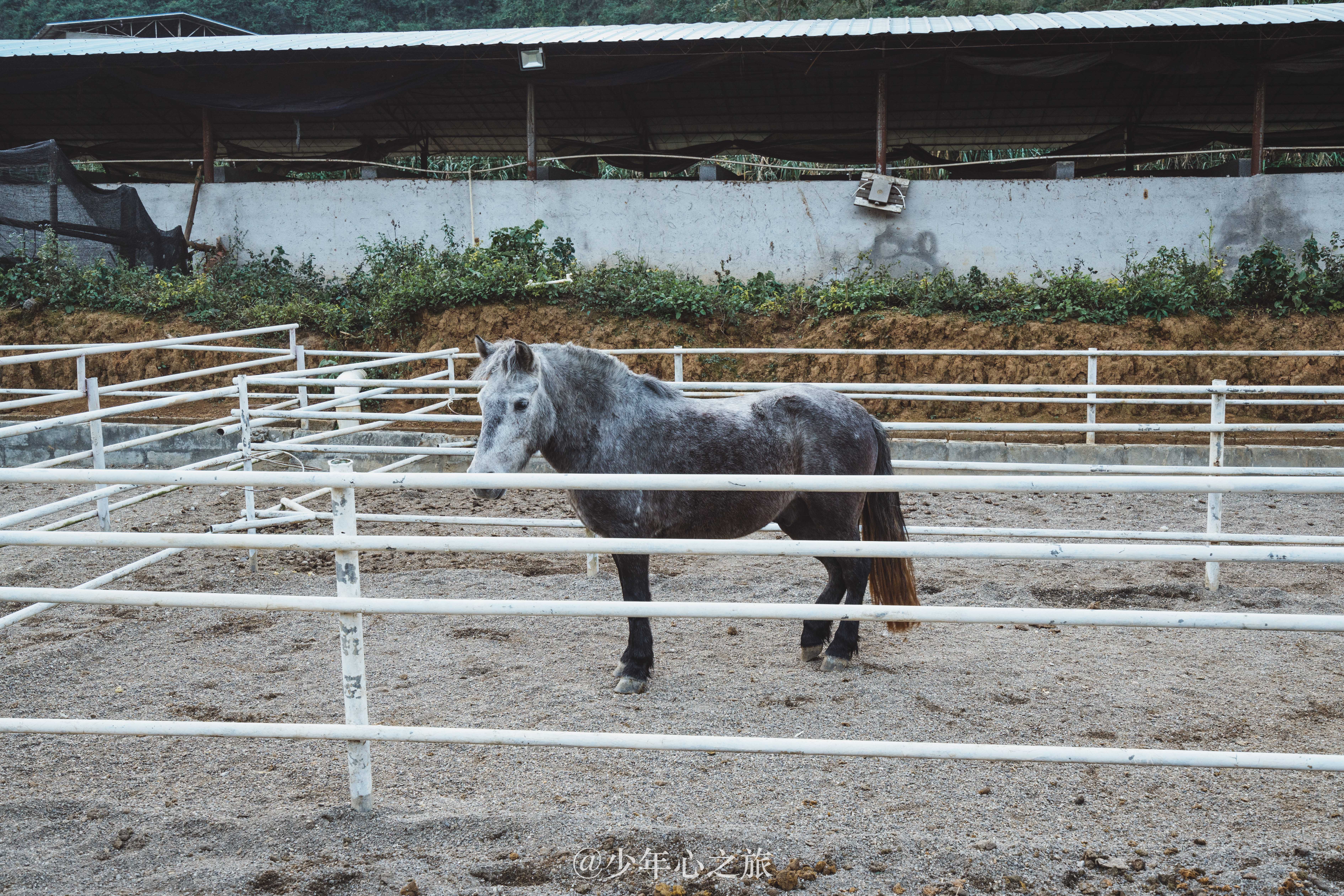 广西百色有一种奇马,矮人一等,却曾经是朝廷贡品