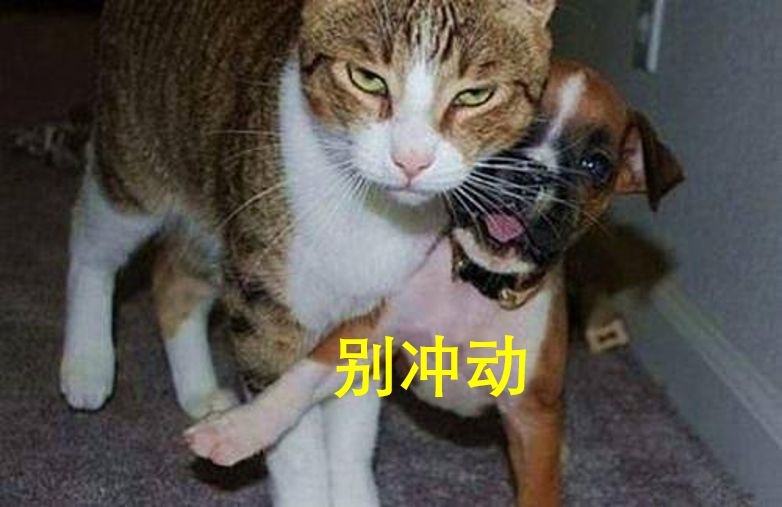 “腐女”逆鳞,被肖战的粉丝们拔掉了