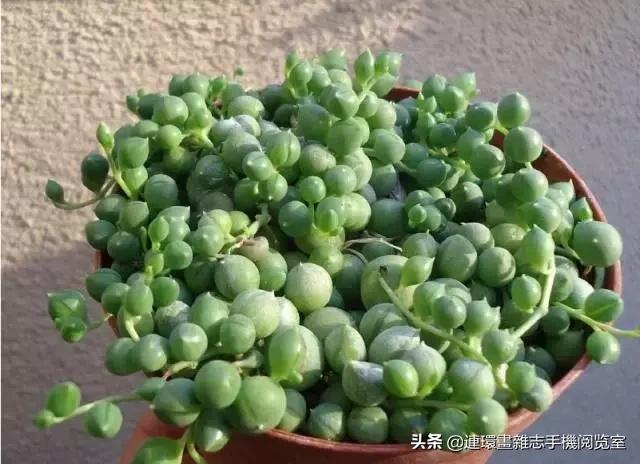 365种多肉图谱大全,365种鲜花图册大全