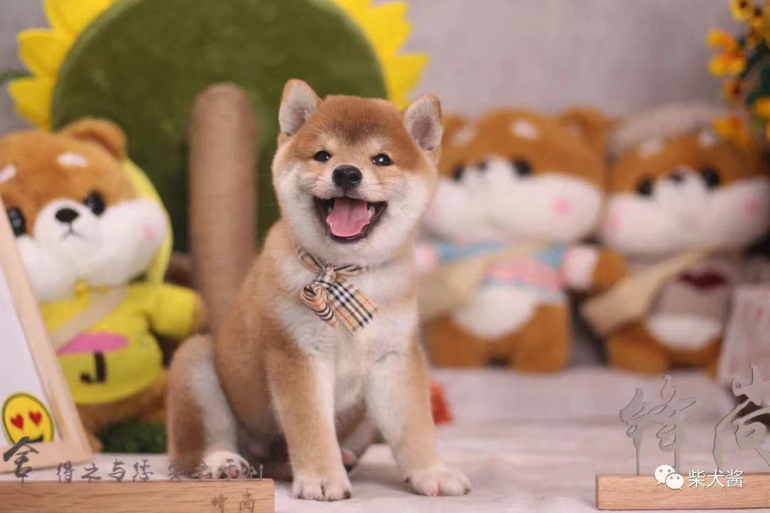 柴犬比较好养又不会飞,柴犬非常健康就是吃得少