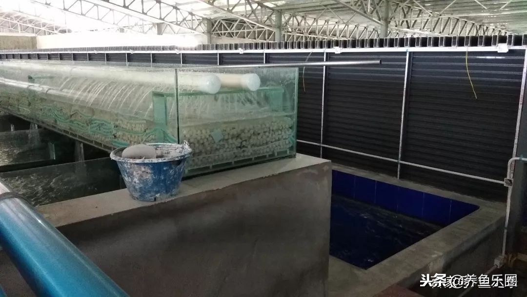 这位土豪家的渔场,光滤材就花了500多万,你确定不要见识一下?