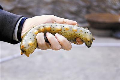 哪个产地的海参最好,国内哪些地方产的海参最好