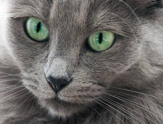 猫的品种介绍及图片加菲猫 (猫猫品种介绍图鉴)