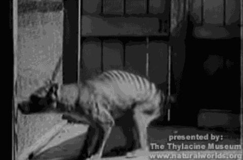 灭绝物种什么罪,灭绝动物的报应