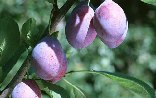 西梅挑选技巧有酒味好还是白霜好,西梅买黄的还是红的甜
