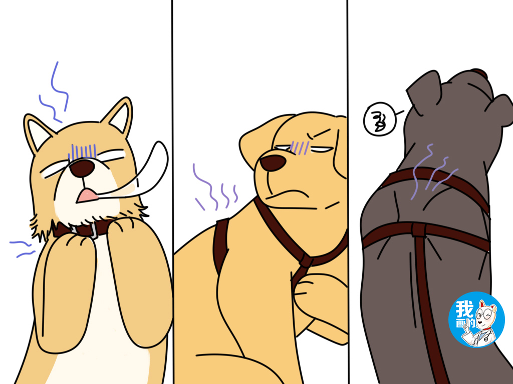 牵引绳胸背带怎么用,牵引绳胸背带选择