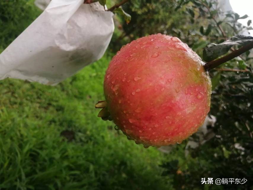 突尼斯软籽石榴苗真假辨别图片,突尼斯软籽石榴正宗苗