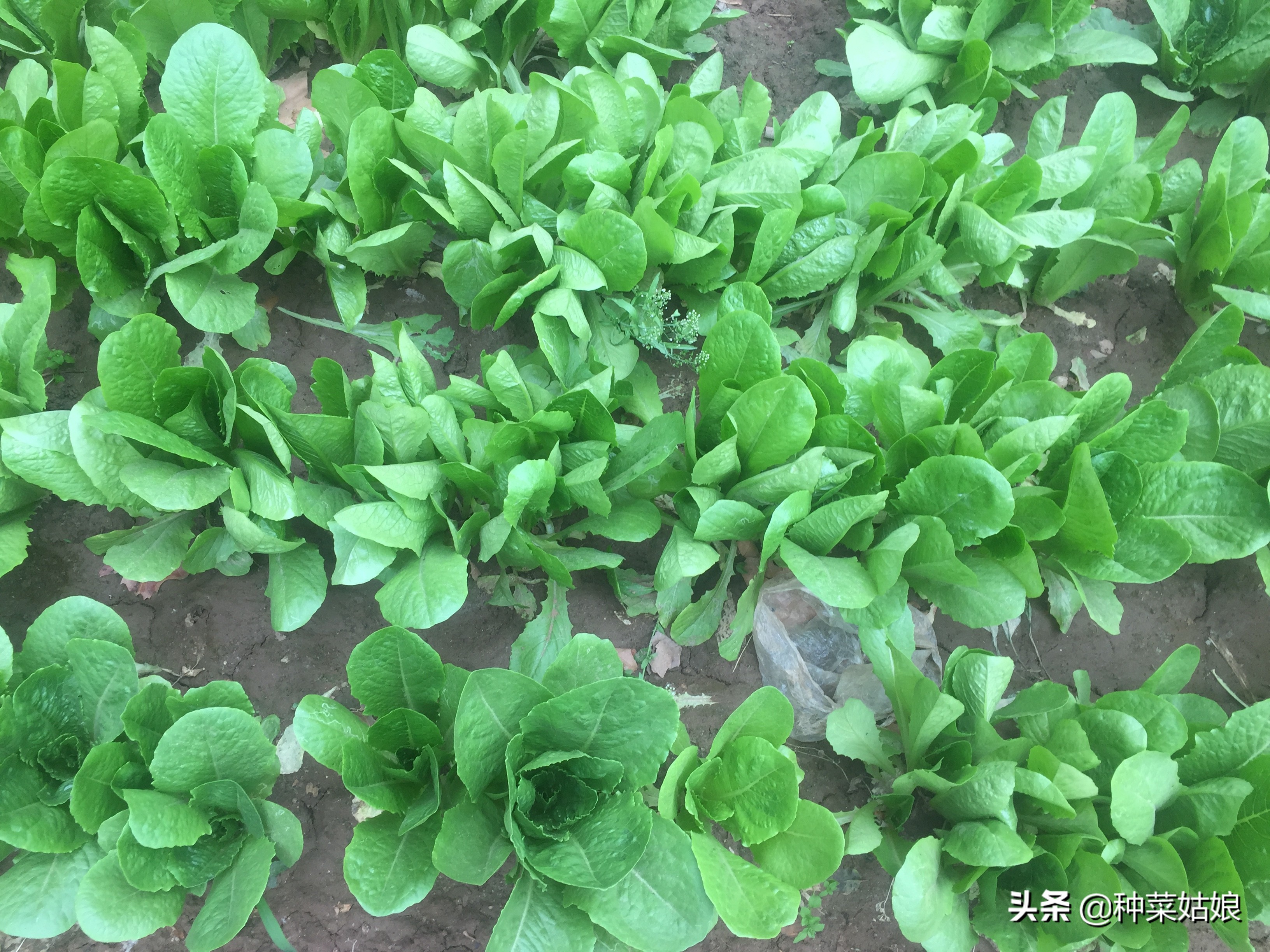 病虫害防治教你一招就能轻松搞定,一招解决各种病虫害