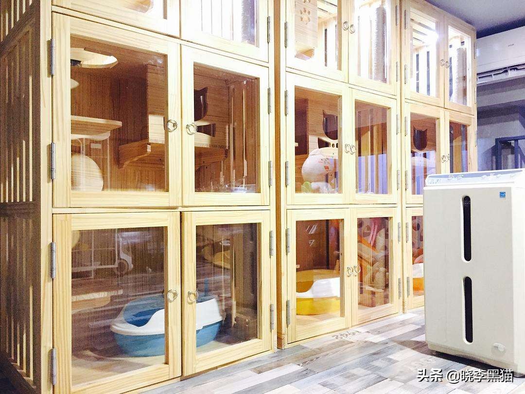 铲屎官们该怎样帮助猫咪过冬,过年猫咪留守攻略