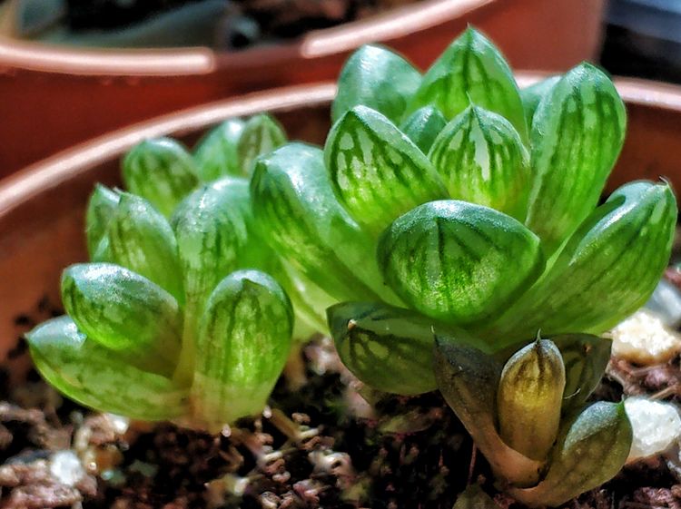 记录多肉长大的全过程,记录所有多肉成长过程