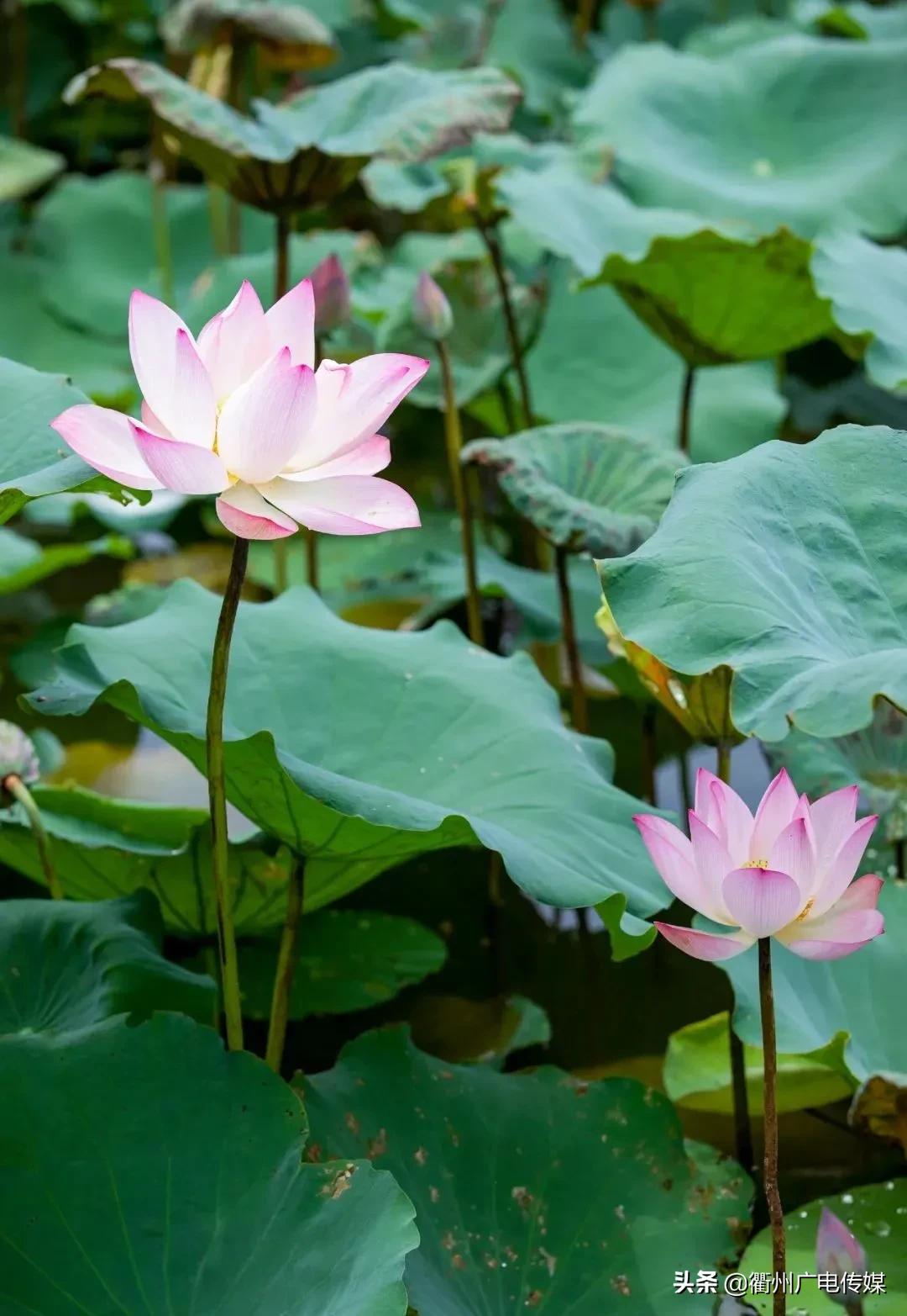 赏荷地图最新版,衢州赏荷