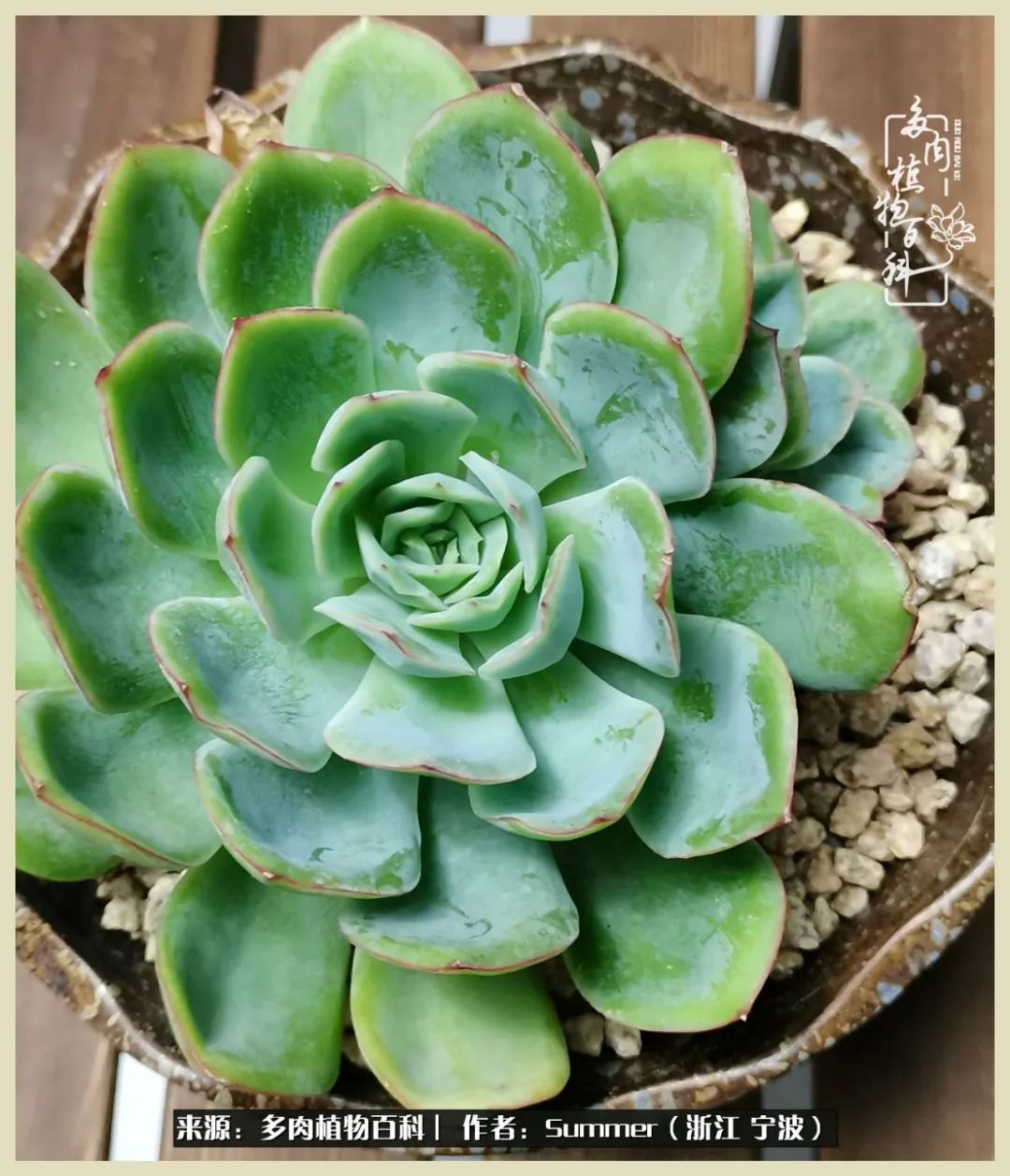 多肉小白新手入门,多肉新手上路请多指教