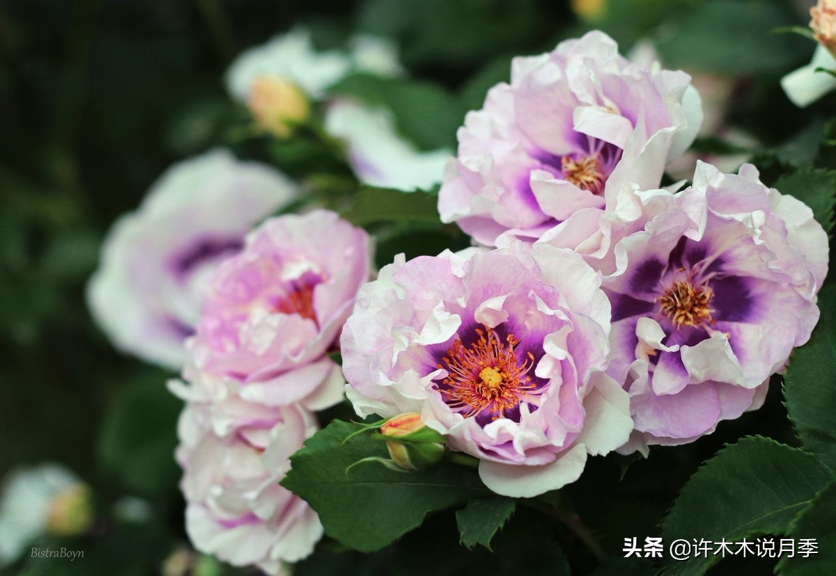 抗性强无刺月季蔷薇品种有哪些,抗性好的切花月季推荐